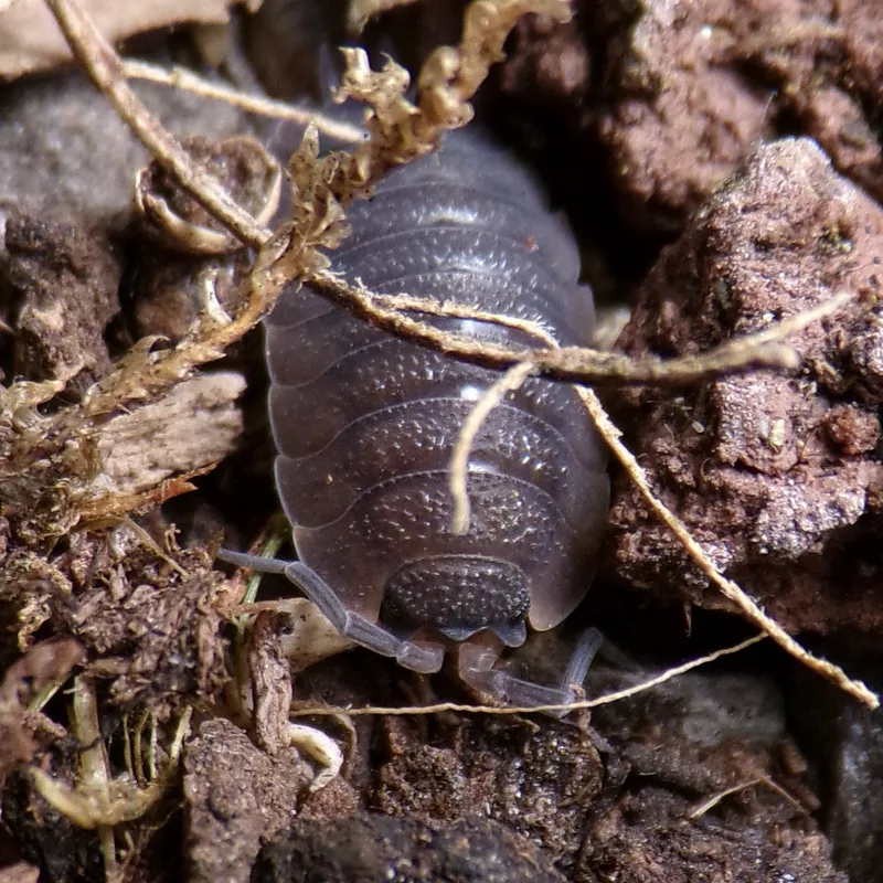 P. scaber