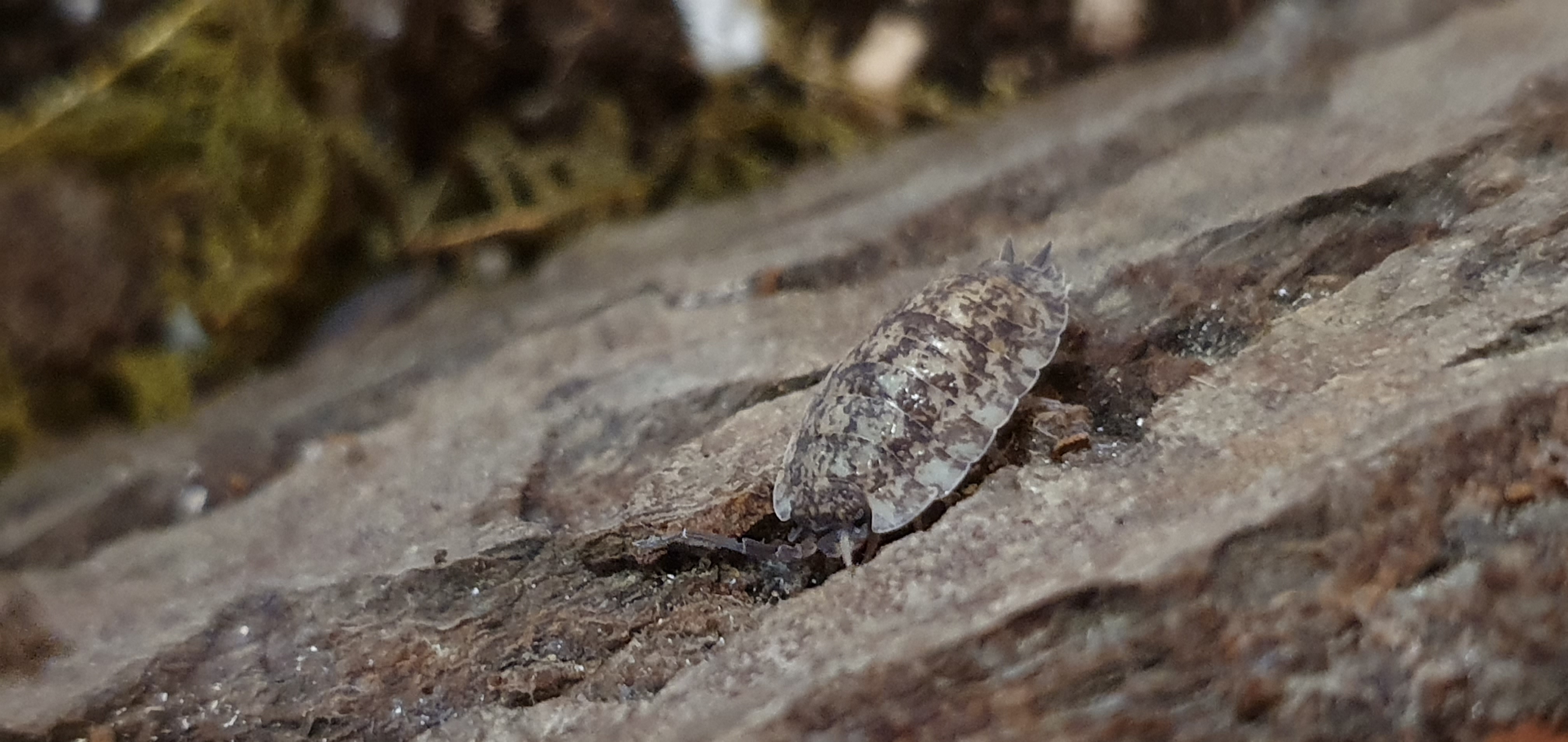 P. scaber