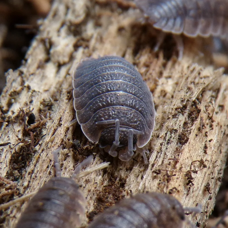 P. scaber