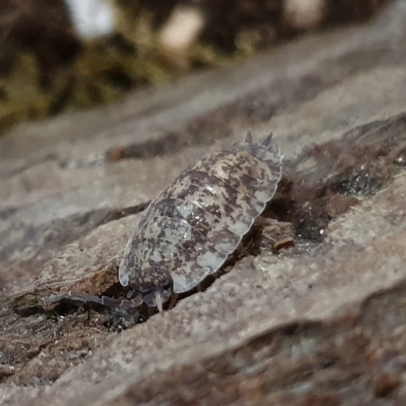 P. scaber