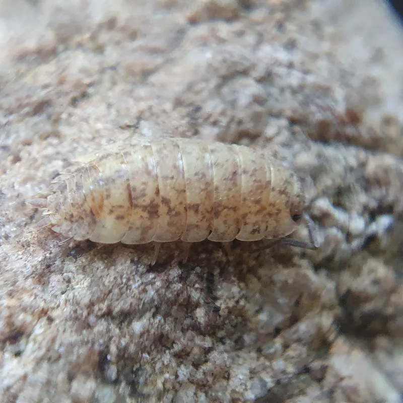 P. scaber