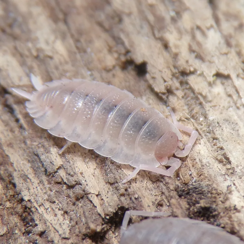 P. scaber