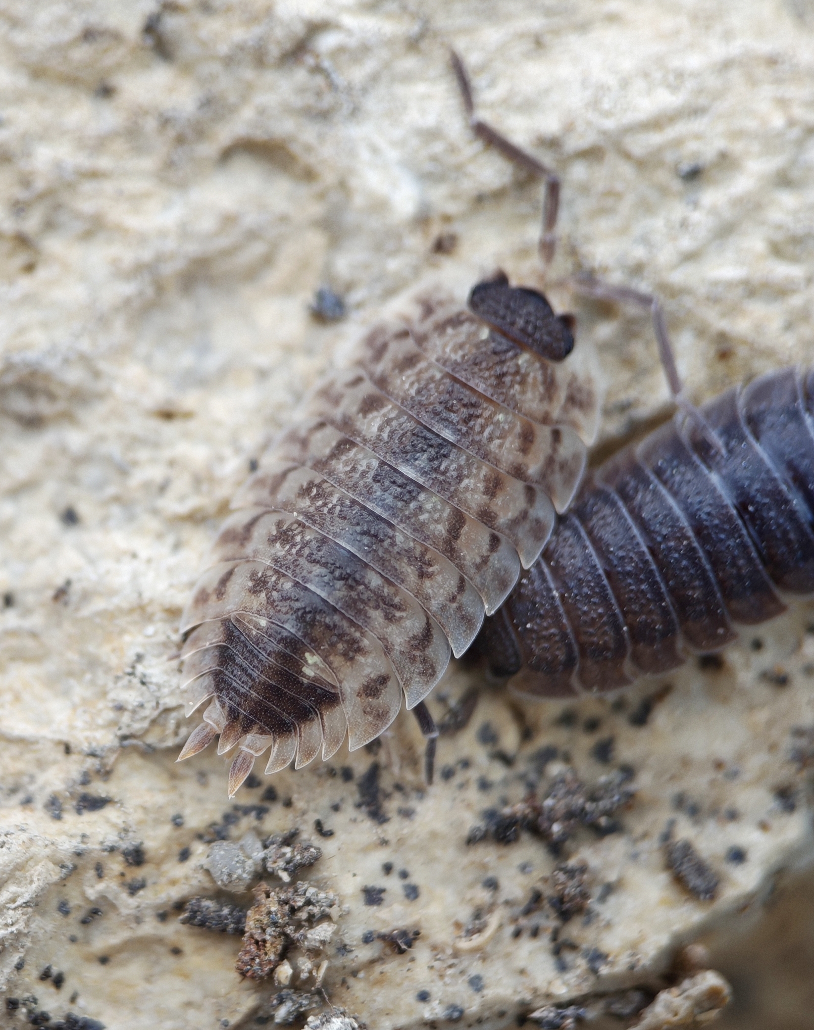 P. spinicornis