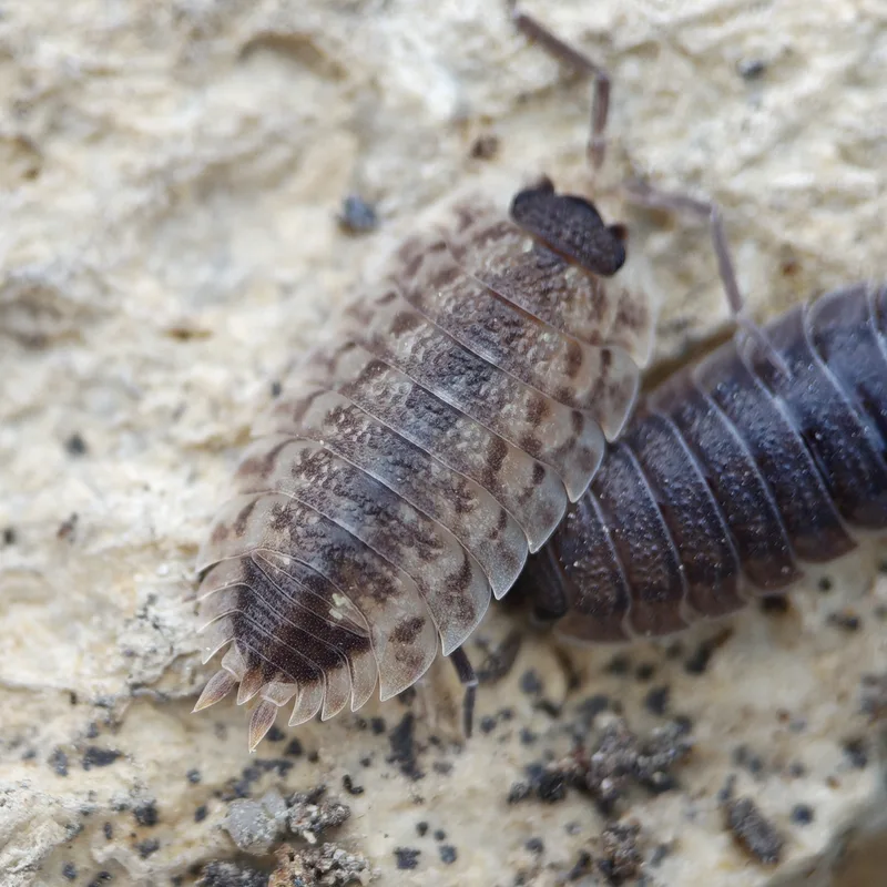 P. spinicornis