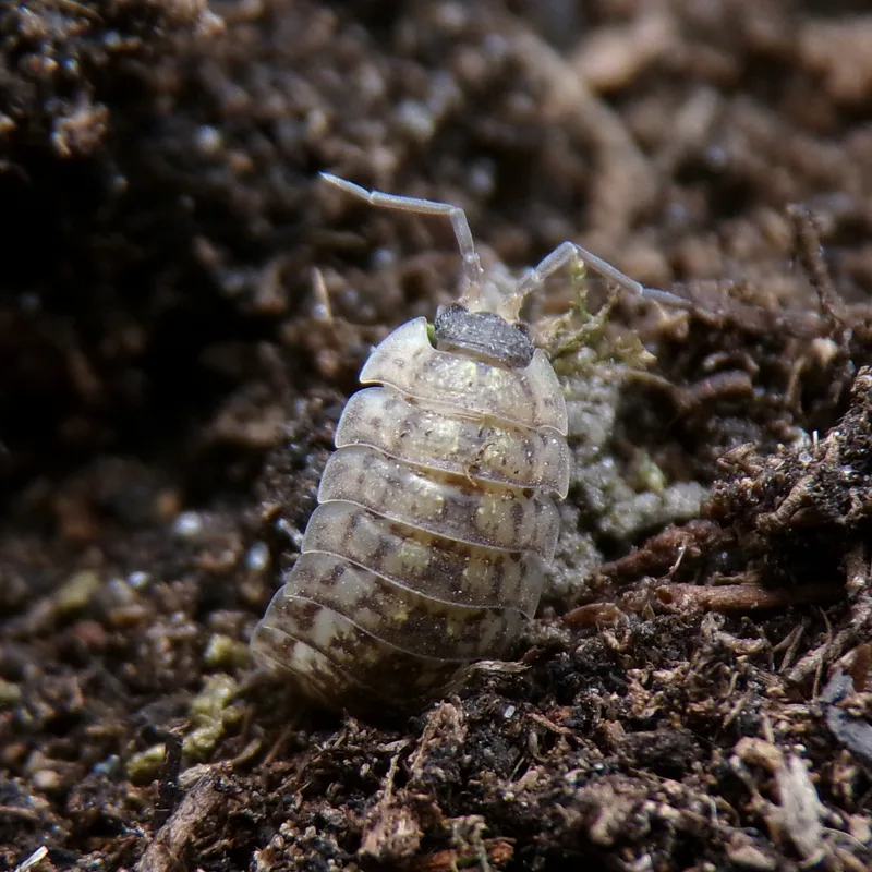P. spinicornis
