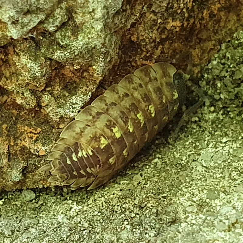 P. spinicornis