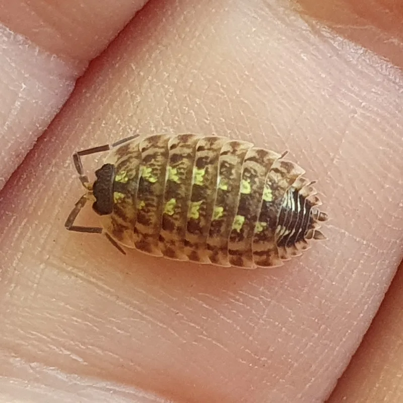 P. spinicornis