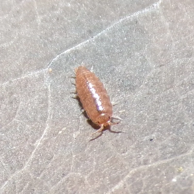 Kompleks T. pusillus