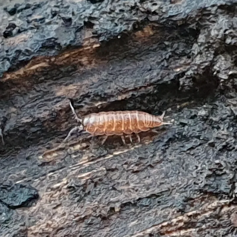 Kompleks T. pusillus