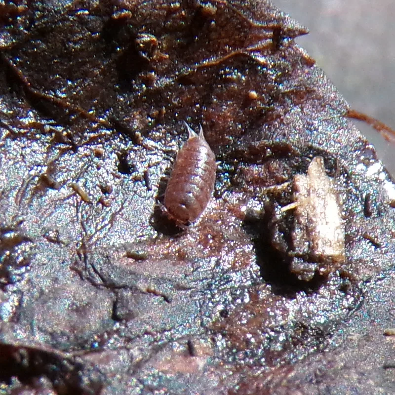 Kompleks T. pusillus