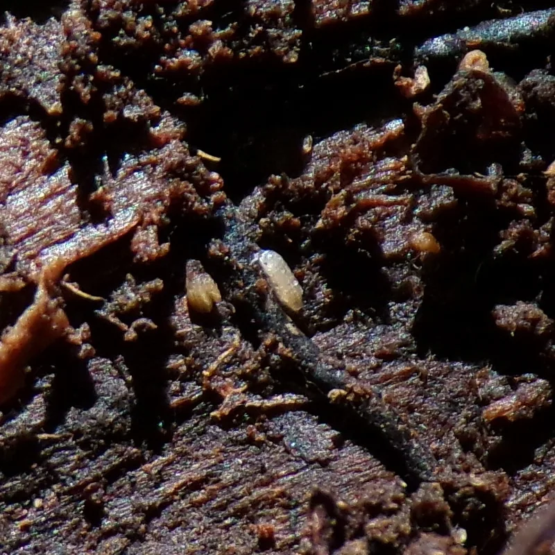 T. pygmaeus