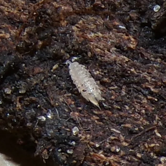 T. pygmaeus