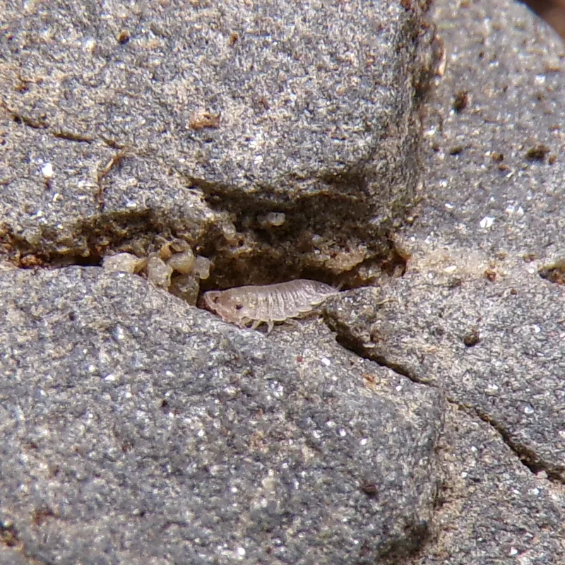 T. pygmaeus