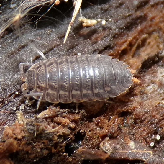 T. rathkii