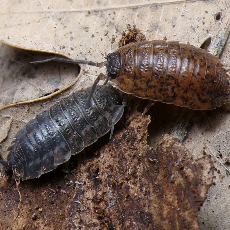 T. rathkii