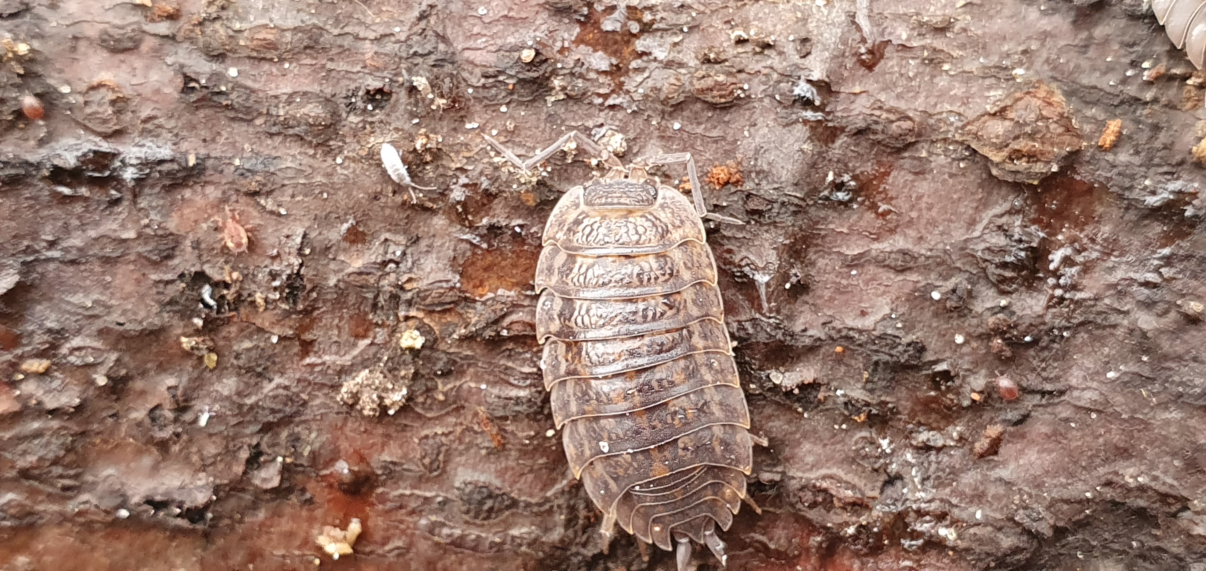 T. rathkii