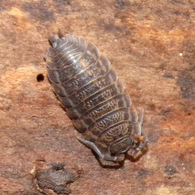 T. rathkii