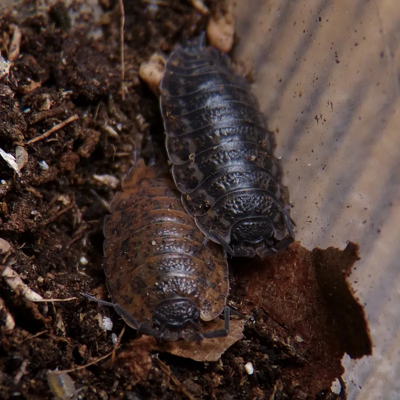 T. rathkii