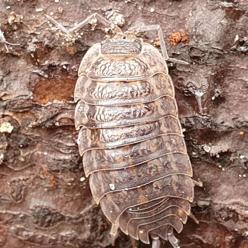 T. rathkii