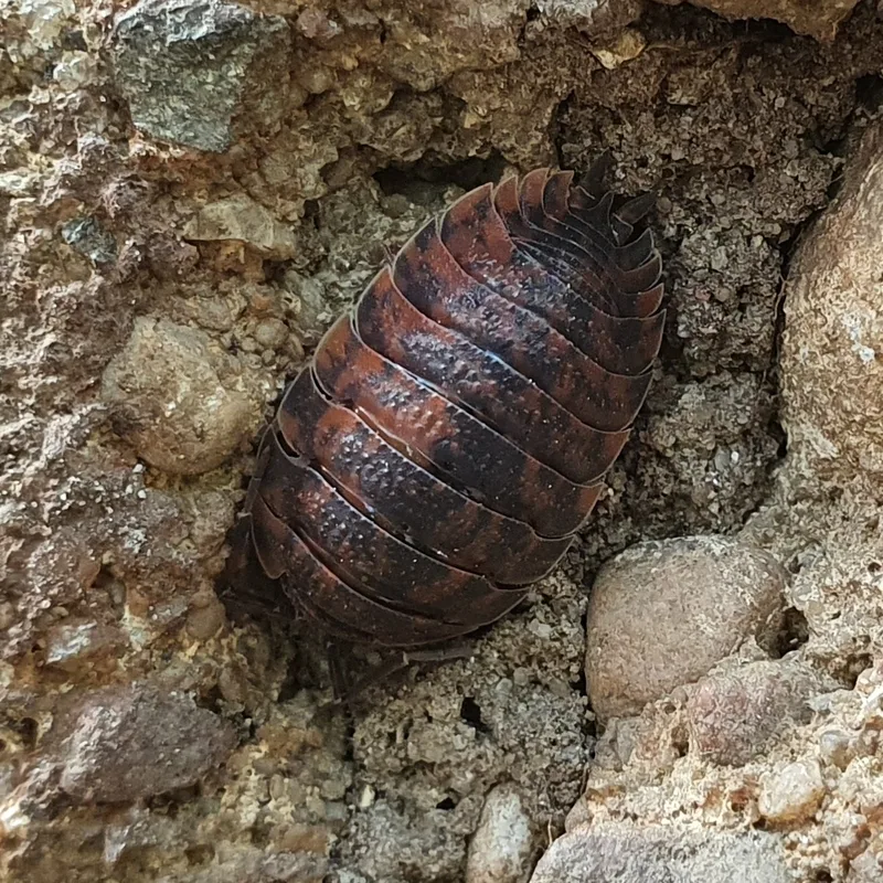 T. rathkii