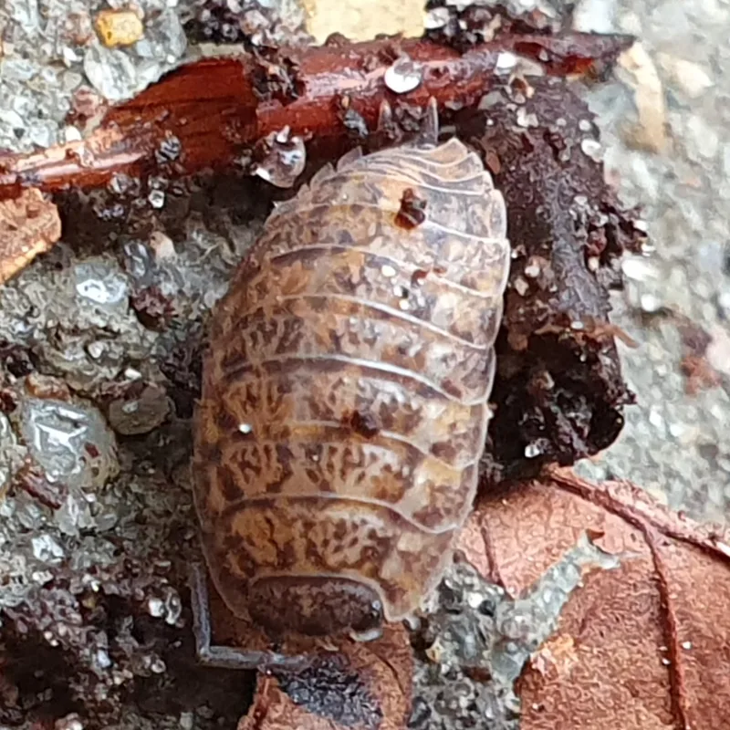 T. rathkii