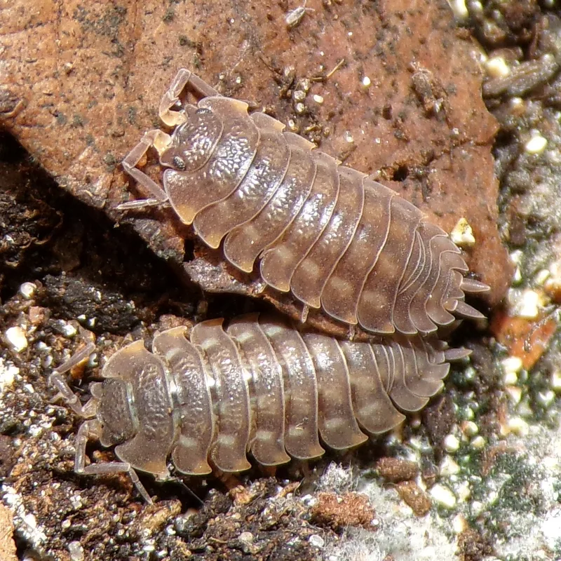 T. ratzeburgii