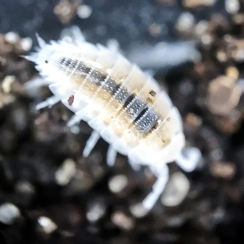 T. tomentosa