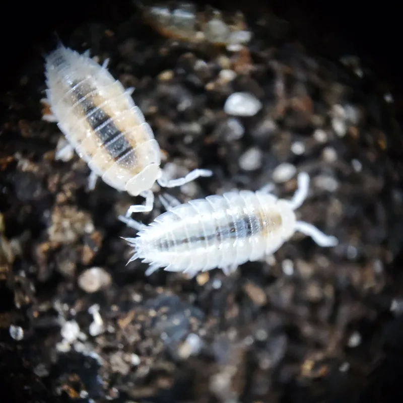 T. tomentosa