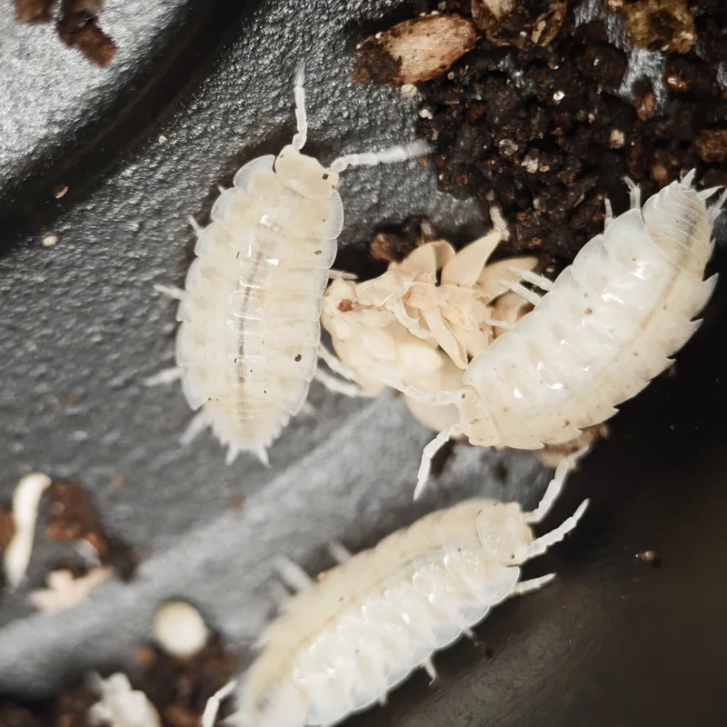 T. tomentosa