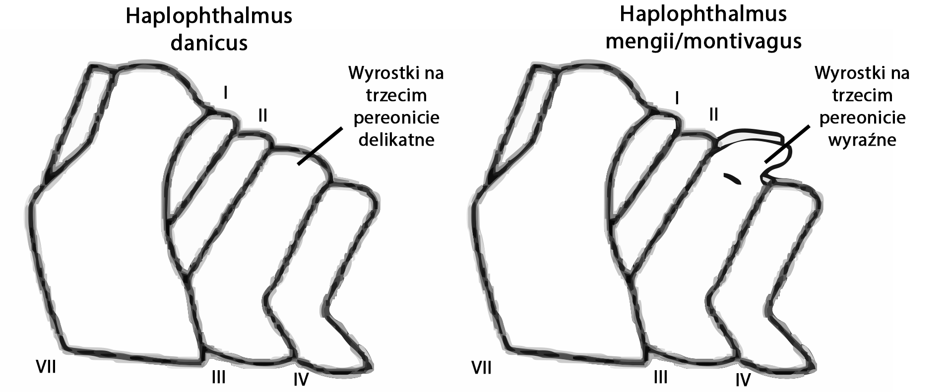 Schemat H. danicus/H. mengii H. montivagus