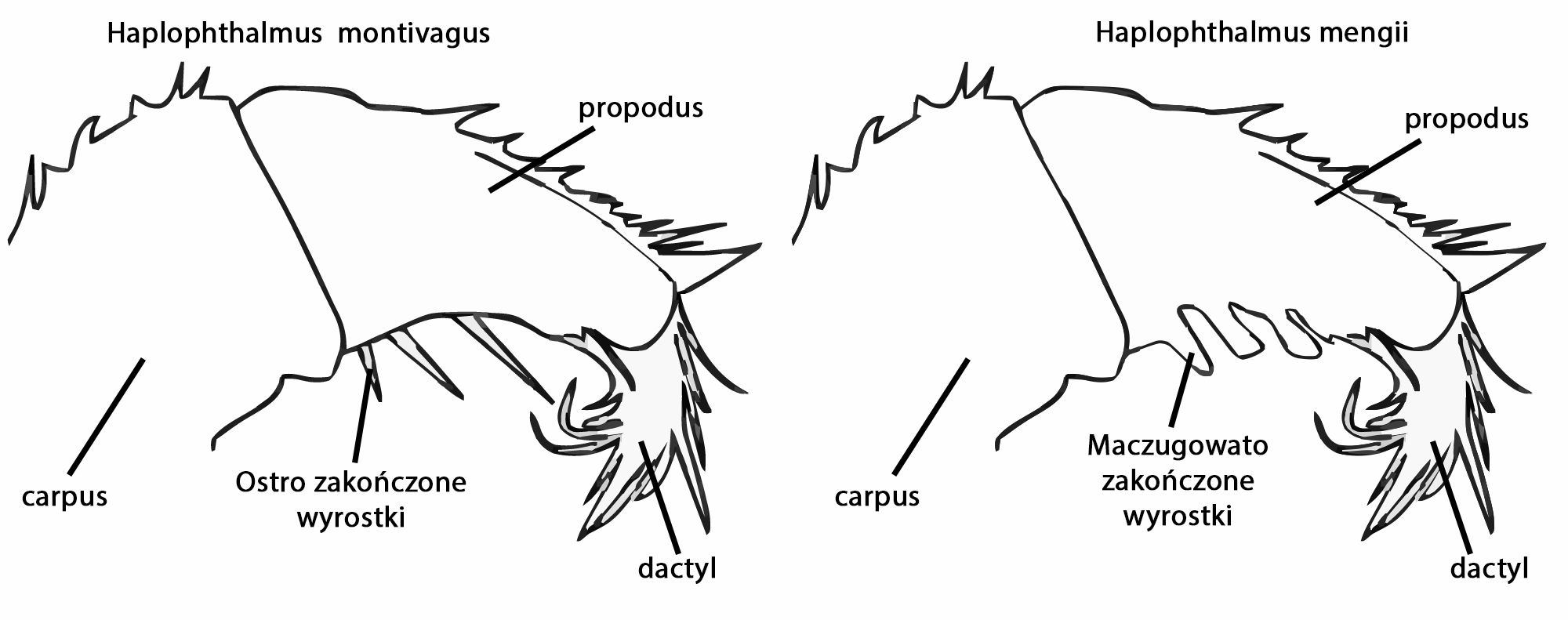 Schemat H. mengii/H. montivagus