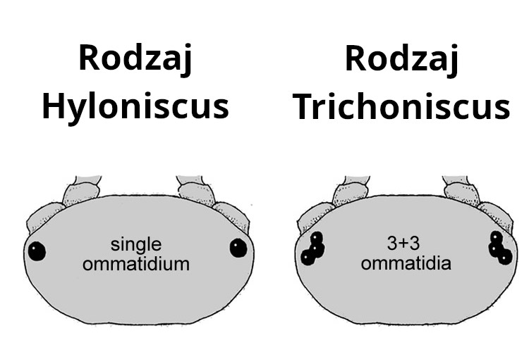 Schemat H. mengii/H. montivagus