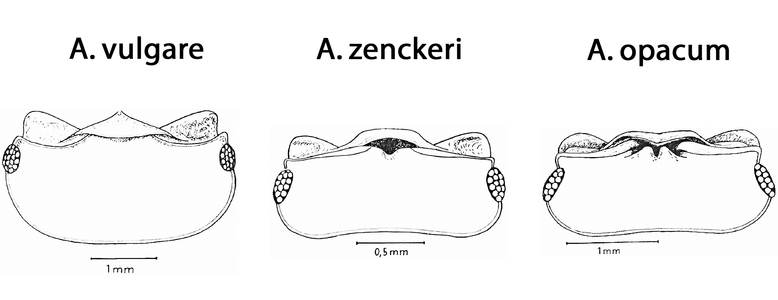 Schemat A. vulgare/zenckeri/opacum