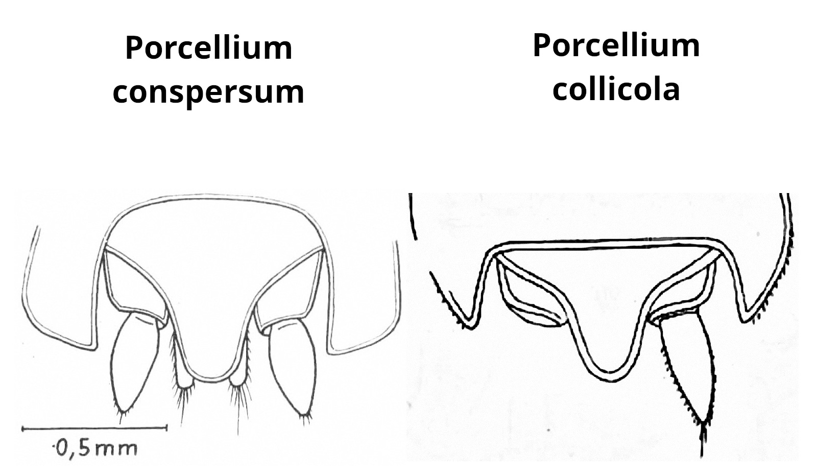 Schemat P. collicola/conspersum