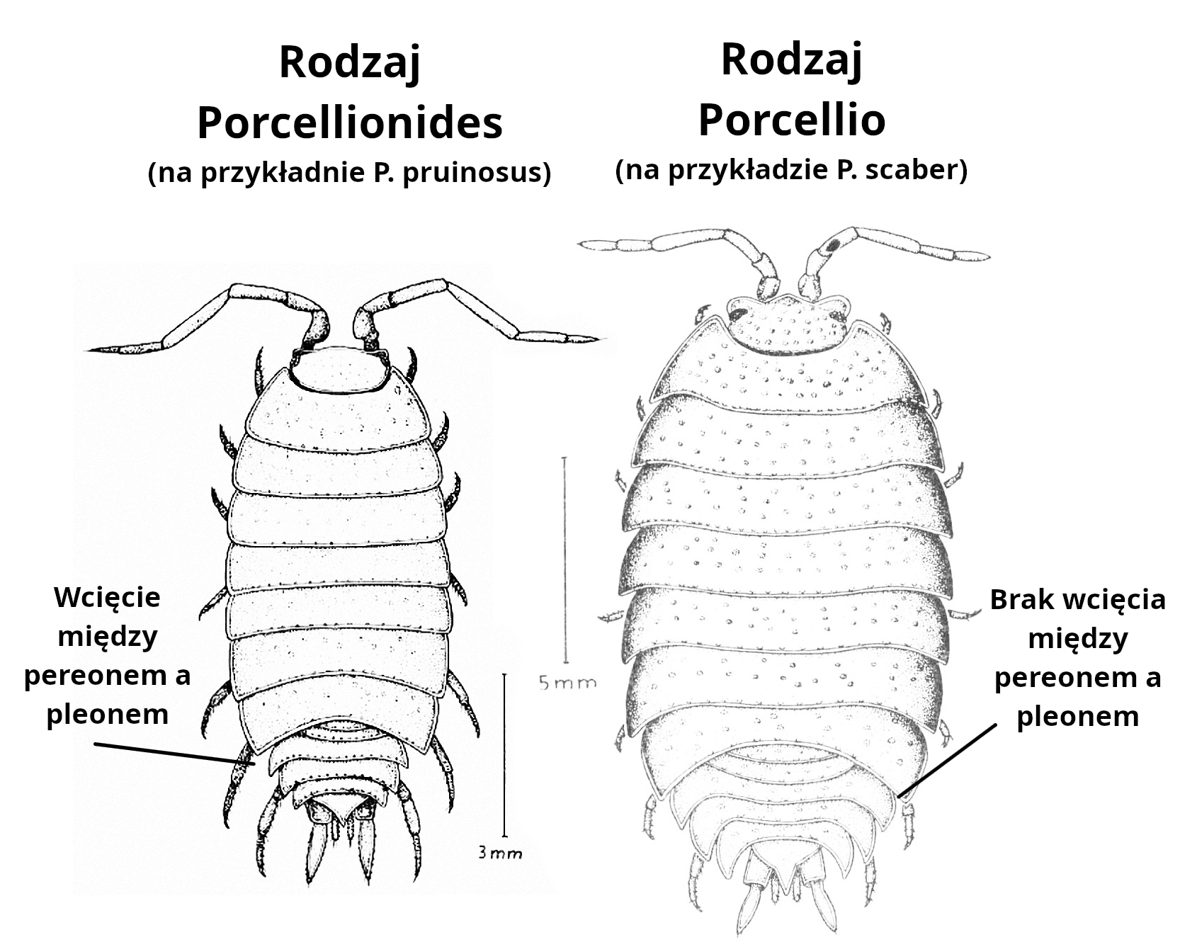 Schemat P. pruinosus/scaber