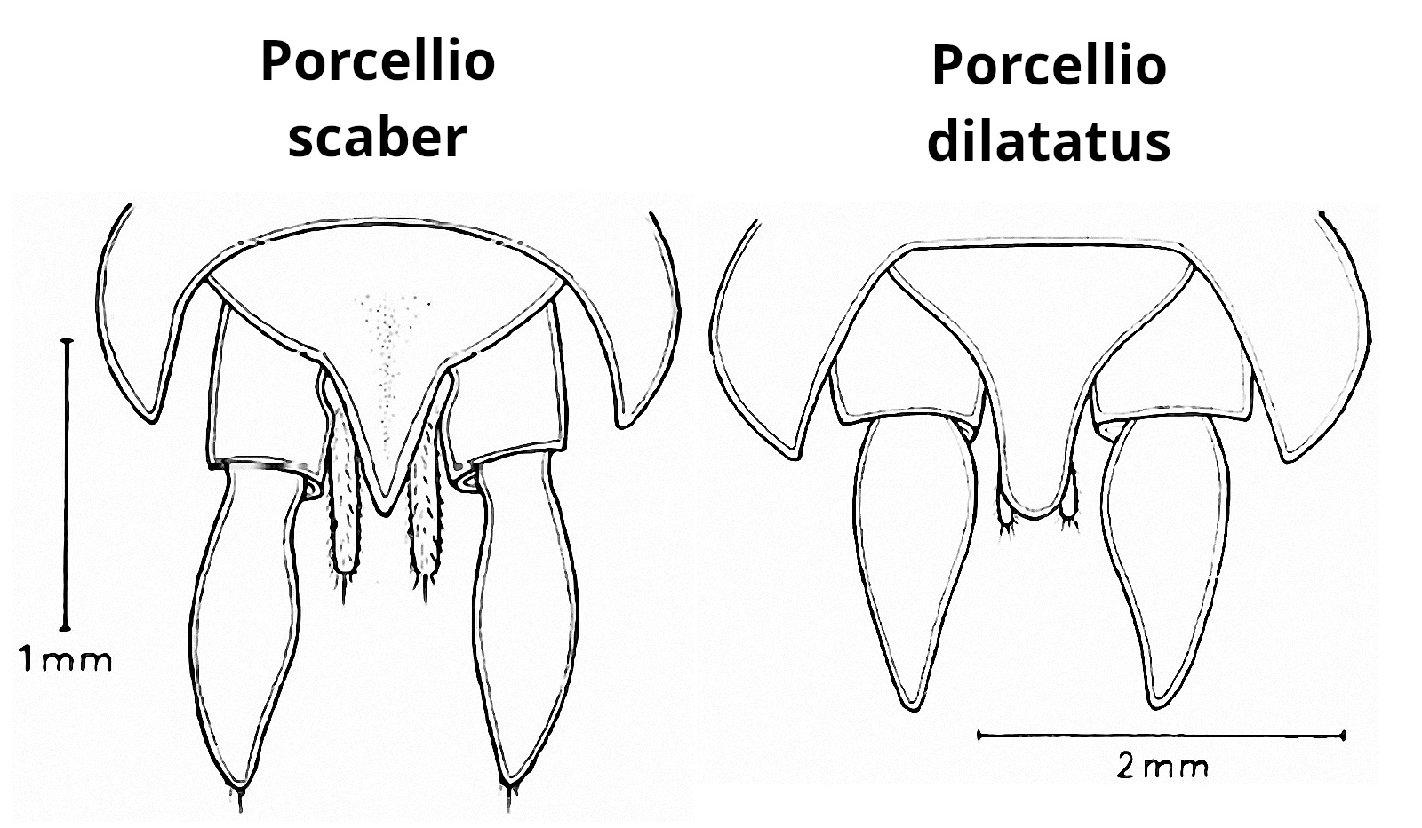 Schemat P. scaber/dilatatus