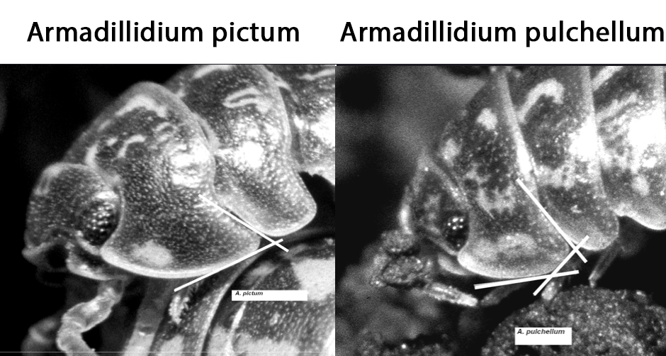 Schemat A. pictum/pulchellum/versicolor
