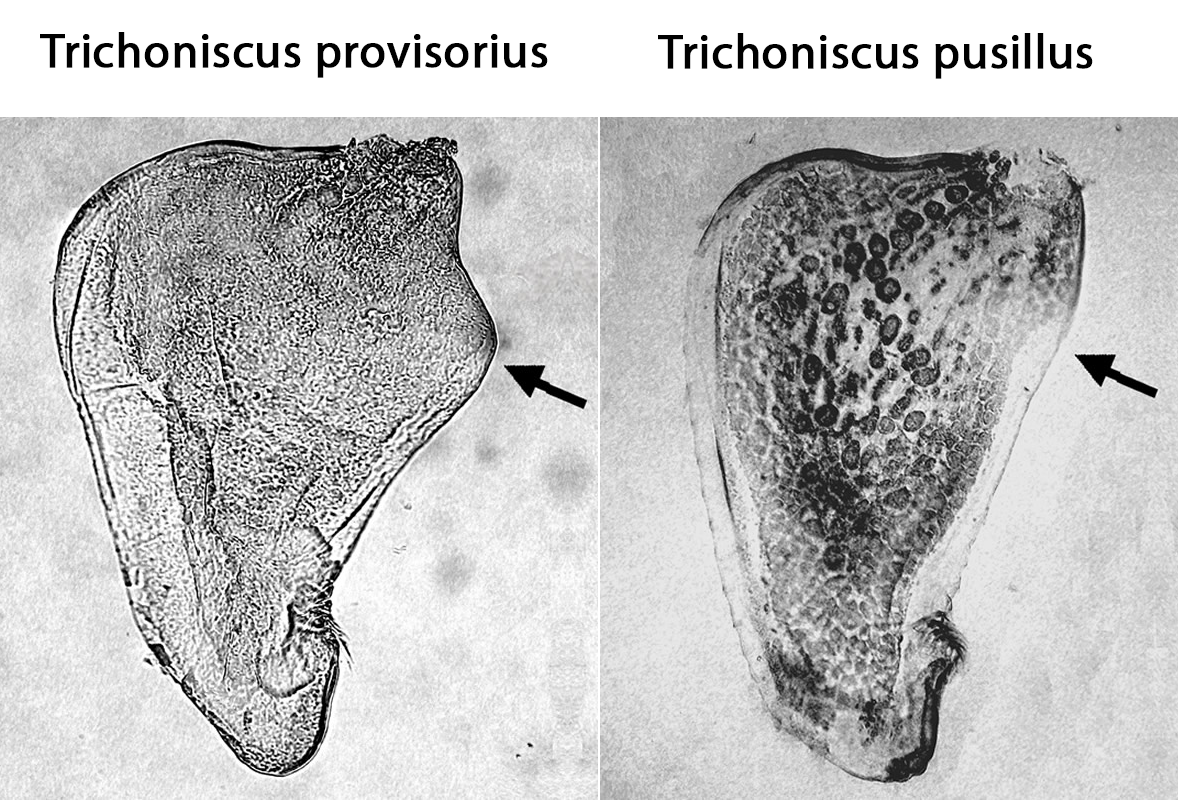 Schemat T. pusillus/provisorius
