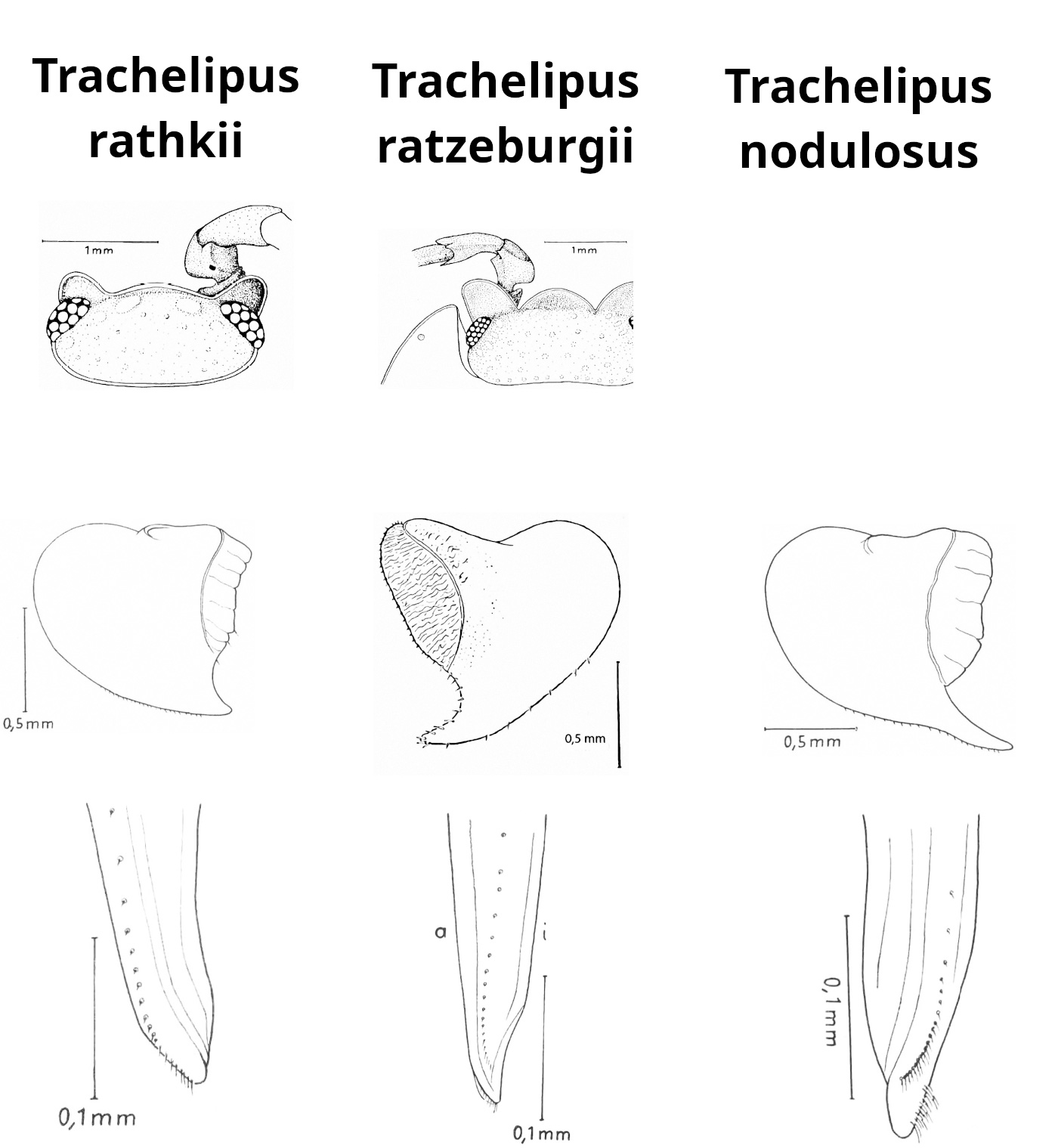 Schemat T. rathkii/ratzeburgii/nodulosus